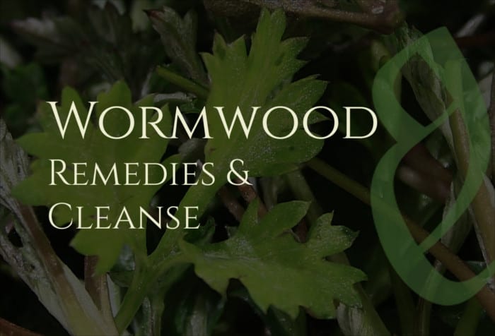 Wormwood Benefits