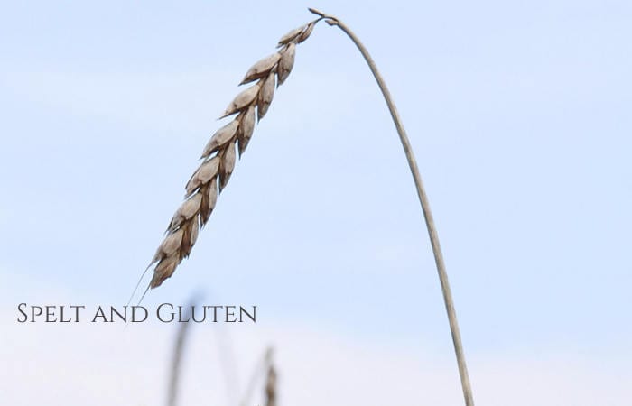is spelt gluten free