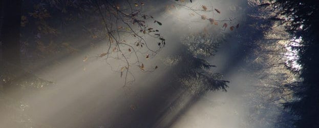 Forest scene - Healthy Hildegard