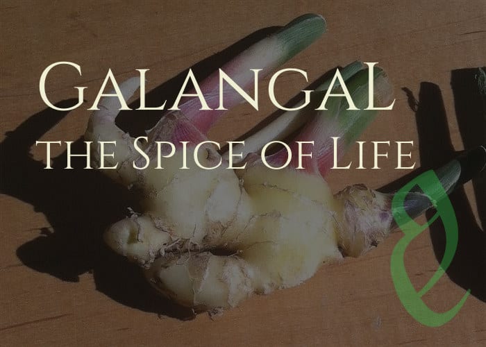 What is Galanga