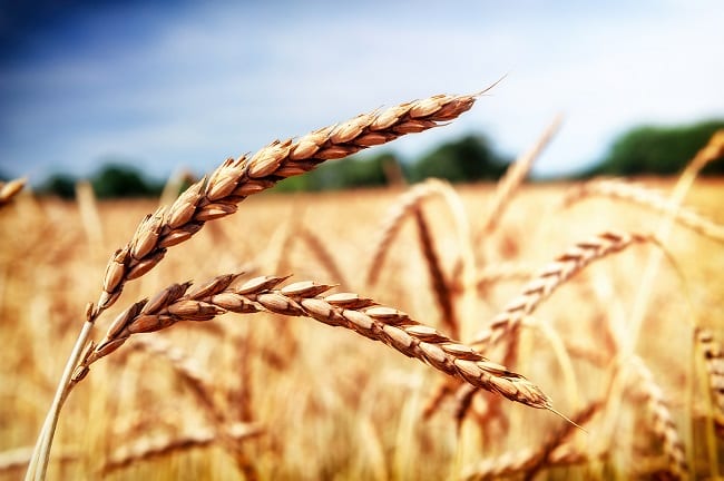 Spelt grain