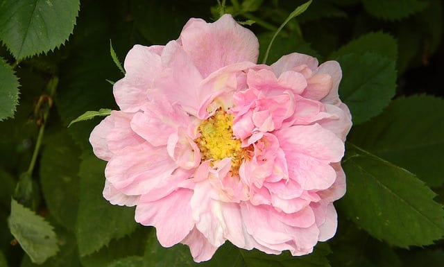 Rose hip blossom