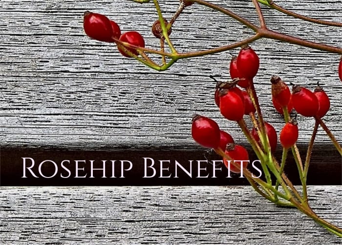 is rosehip powder good for dogs