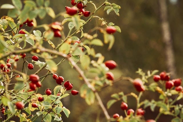 What is Rosehip good for