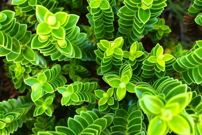 Viriditas vII