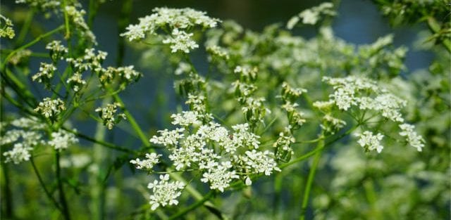 caraway seeds