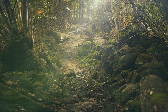 dynamic meditation