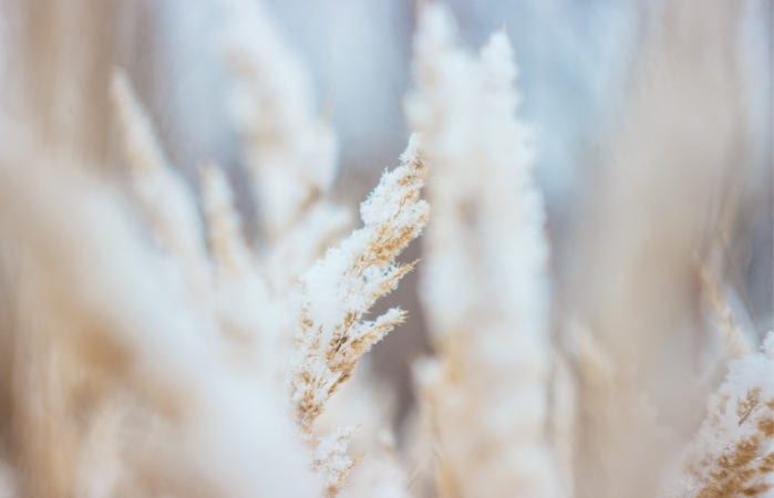 cold weather foods