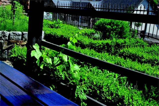 hildegards healing plants