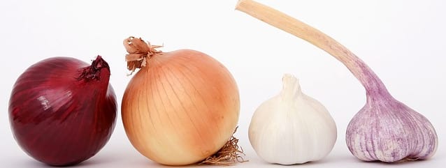 What is gut heath