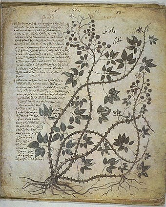 causae et curae