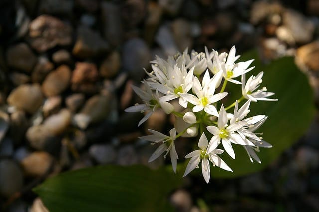 causae et curae