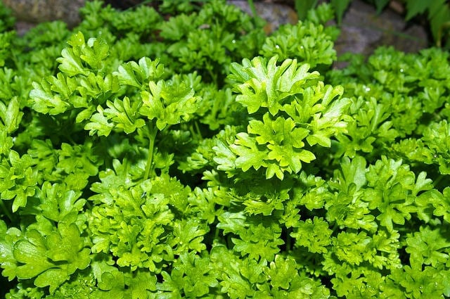 parsley wine