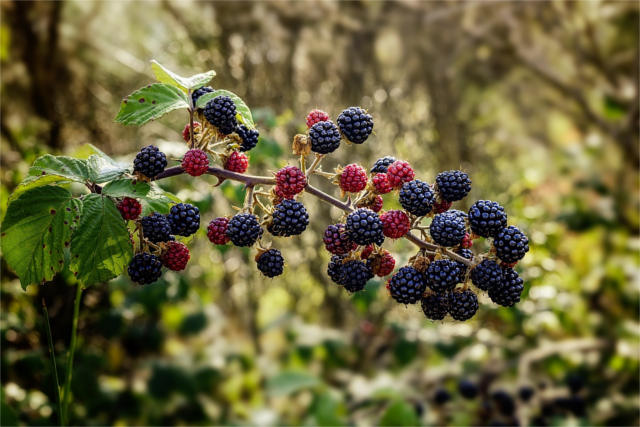 herbal naturopathic home remedy for colds