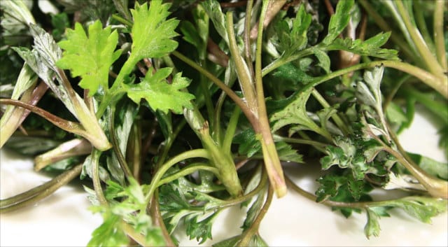 wormwood benefits