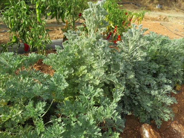 wormwood benefits