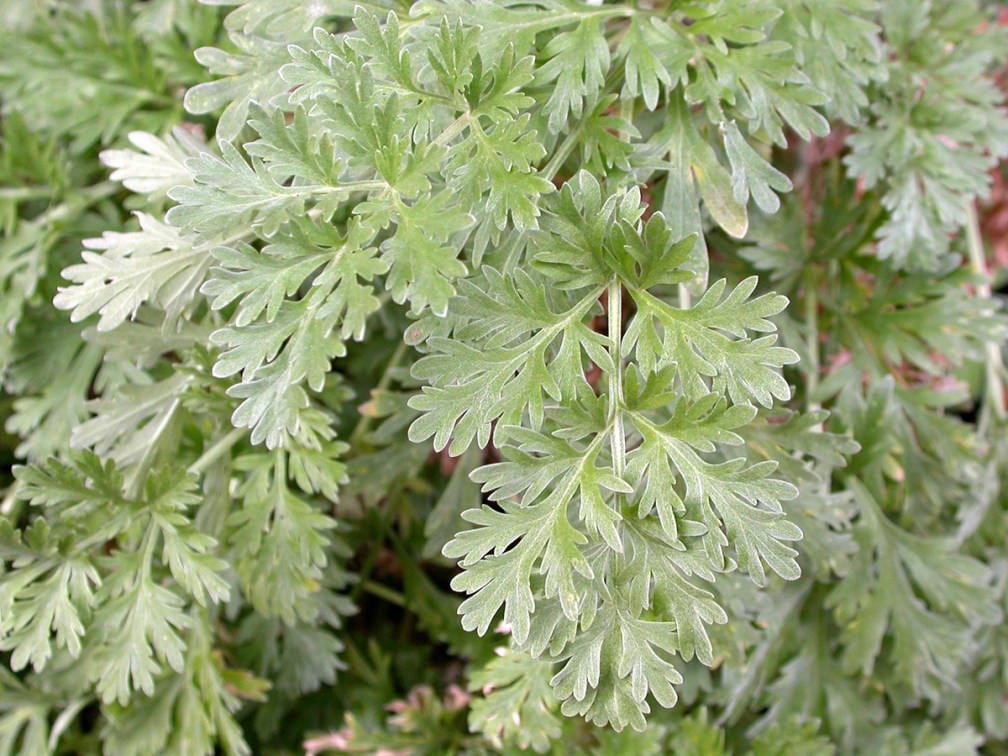 wormwood benefits