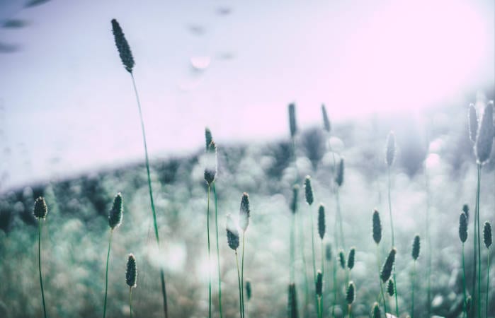 Allergies Holistic