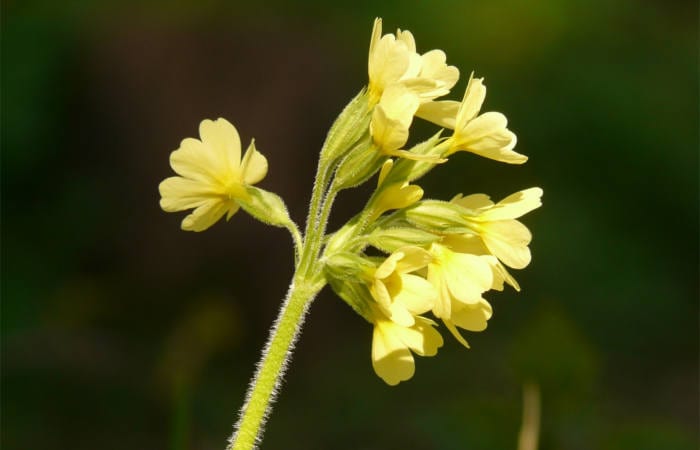 Cowslip Primrose