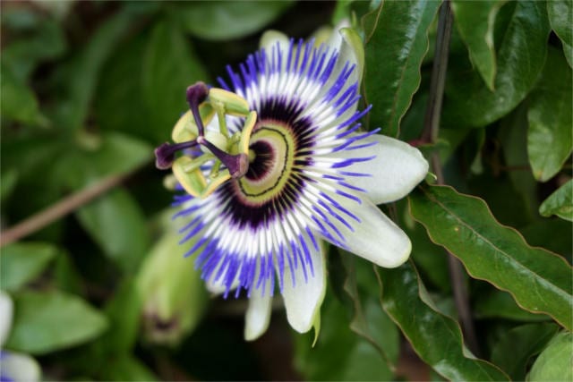 passionflower benefits