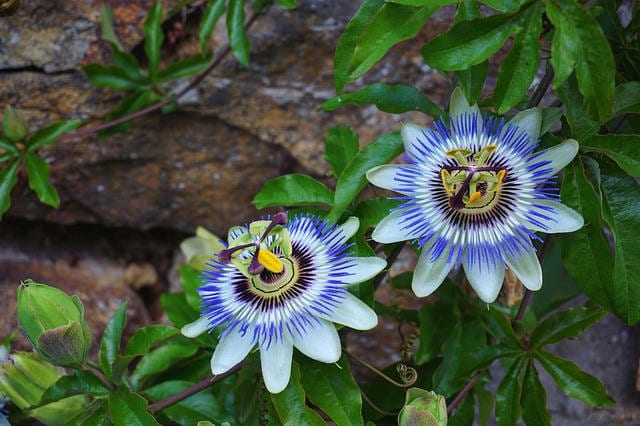 passion flower benefits