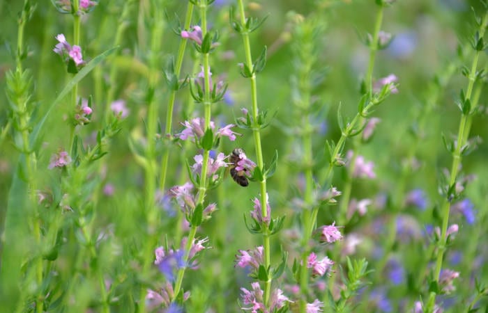 Hyssop Leaf