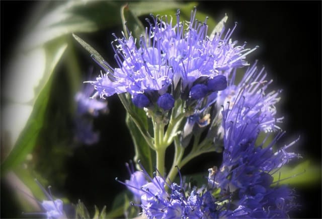 hyssop Leaf