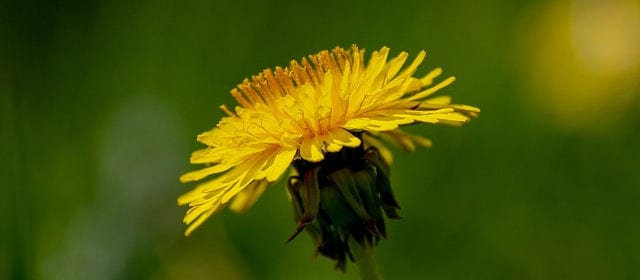 Dandelion Benefits