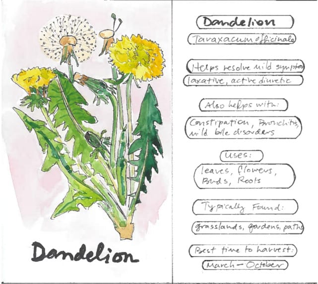 Dandelion Infographic