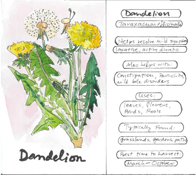 Dandelion Infographic