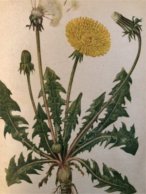 Dandelion Root Tea Benefits