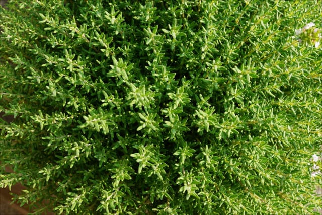 Thyme benefits