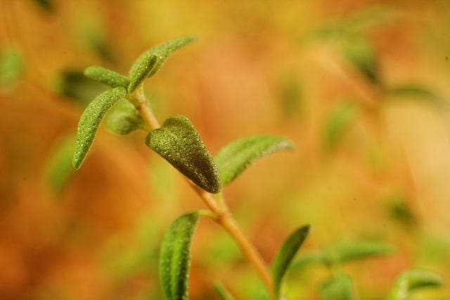 Thyme benefits
