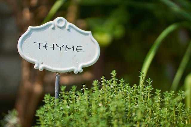 Thyme benefits