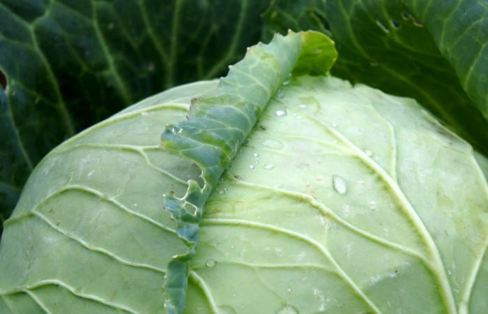 sauerkraut benefits