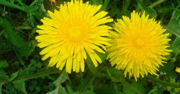 the dandelion