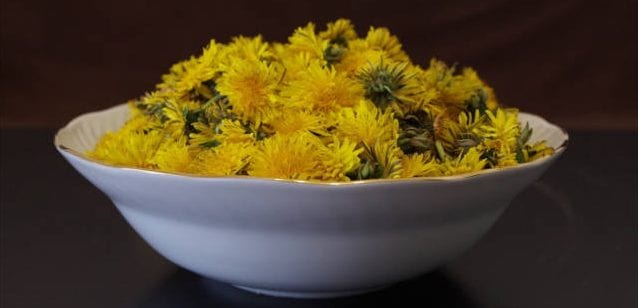 the dandelion