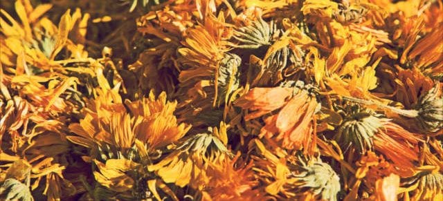 the dandelion