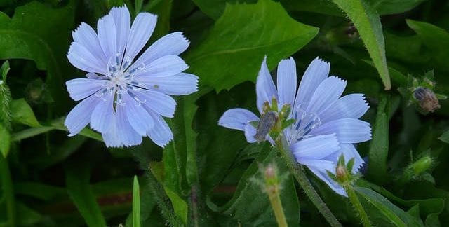Health Benefits of Dandelion