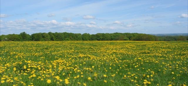 the dandelion