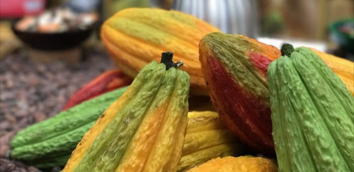 Chocolate in raw Cocoa form - Healthy Hildegard