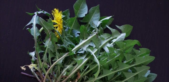 Dandelions, a souce of natural bitters - Healthy Hildegard