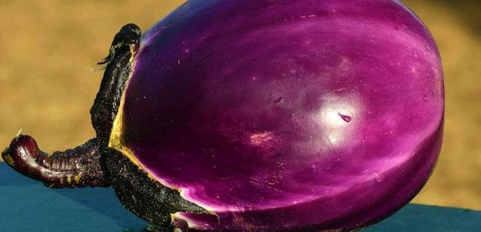 Eggplants are a bitter nightshade - Healthy Hildegard