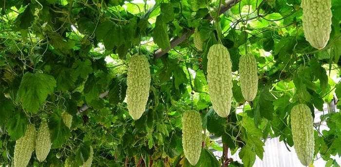 Bitter melons hanging from a vine - Healthy Hildegard
