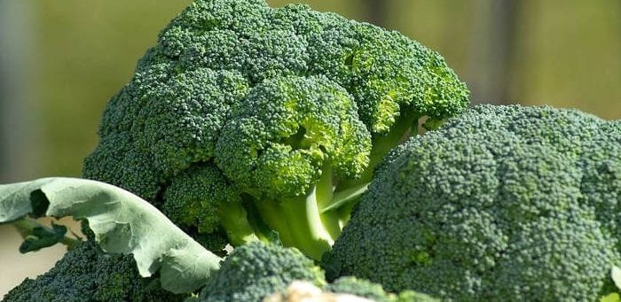 Broccoli, a natural bitter - Healthy Hildegard