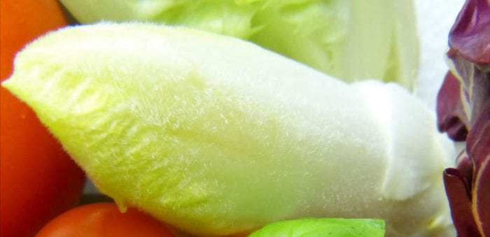 Chicory is a healthy bitter - Healthy Hildegard
