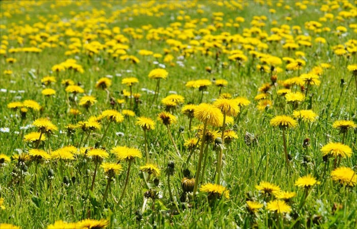 Field of Dandelions