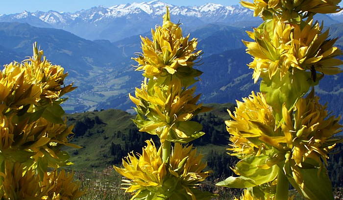 Gentians in a mountain landscape