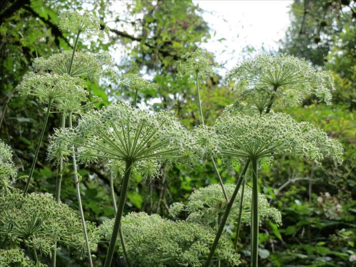 Angelica flowers