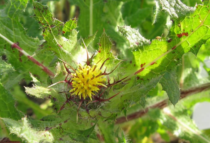 Blessed Thistle (Cnicus)